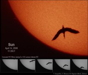 Bird_20080414.jpg
