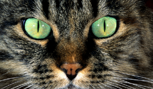 eyes_870x510_74f.png