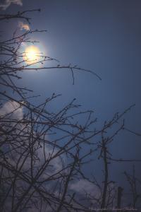 IMG_3387-10.jpg