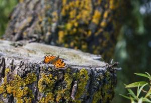 IMG_7752X.jpg