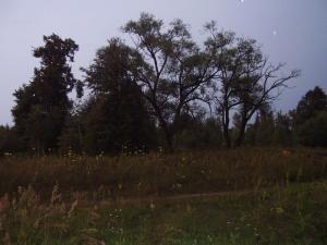 P6110025f.jpg